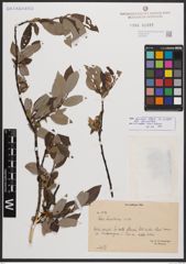 Salix bicolor subsp. basaltica (H. J. Coste) I. V. Belyaeva